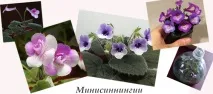 Мінісіннінгія розмноження, посадка, догляд - Сайт про рослини мінісіннінгія