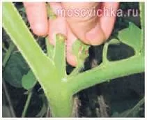 вони