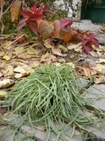 Мускарі посадка та догляд у відкритому ґрунті догляд