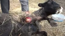 осакати неизвестно