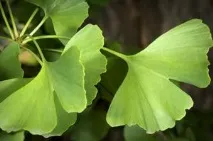 NATUDERM BOTANICS СЕРТИФІКОВАНА БІОКОСМЕТИКА НА ОСНОВІ ГІНКО botanics