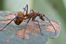 света света