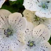 nemophila отглеждане