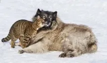 кучета статии