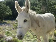 осел