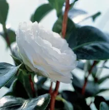 Новинка Chanel зволожуюча сироватка Hydra Beauty Micro Sérum новинка
