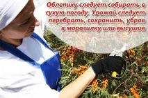 Обліпиха - калорійність, корисні властивості, користь та шкода, опис властивості
