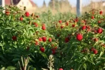 Огляд кращих сортів малини для Підмосков’я рекомендації щодо вибору традиційної, ремонтантної, кращих