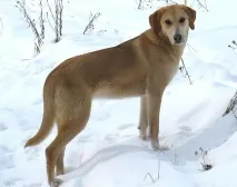грижите преглед