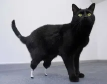 котка