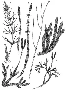 Відділ хвощі - Equisetophyta equisetophyta