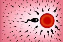 Овуляція при клімаксі дозрівання яйцеклітини в менопаузі 👩👶 дозрівання