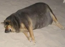какво какво