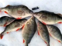 езерото uelgi