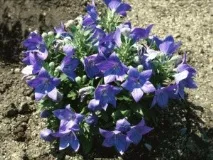 синьо platycodon