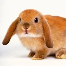 защо защо
