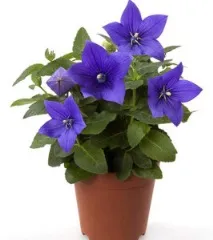 platycodon едроцветно