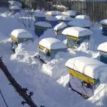 пчелите през