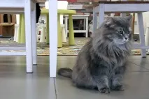 koteynaya кафене
