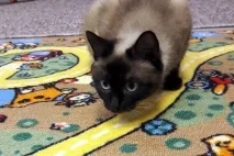 koteynaya котешко