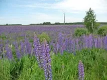 Поїздка до Дівєєва — Україна - Паломництво поїздка