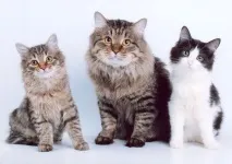 котка порода