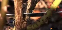троянд