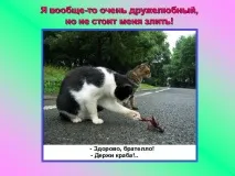 Презентація на тему - Про котів та кішечок - невідсортовані, на різні теми для 5 класу тему