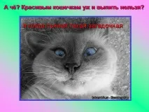 Презентація на тему - Про котів та кішечок - невідсортовані, на різні теми для 5 класу котів
