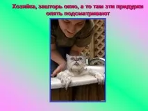 Презентація на тему - Про котів та кішечок - невідсортовані, на різні теми для 5 класу котів