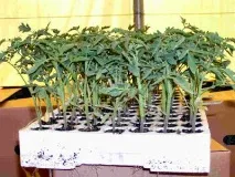 кореновата система домати