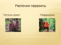 хранят презентация