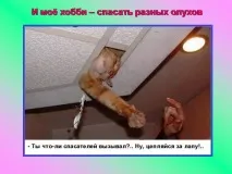 Презентація на тему - Про котів та кішечок - невідсортовані, на різні теми для 5 класу різні