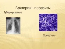 хранят темата