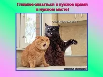 Презентація на тему - Про котів та кішечок - невідсортовані, на різні теми для 5 класу презентація