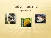 хранят хранят