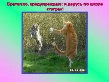 Презентація на тему - Про котів та кішечок - невідсортовані, на різні теми для 5 класу кішечок