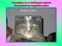 Презентація на тему - Про котів та кішечок - невідсортовані, на різні теми для 5 класу різні