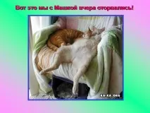 Презентація на тему - Про котів та кішечок - невідсортовані, на різні теми для 5 класу кішечок