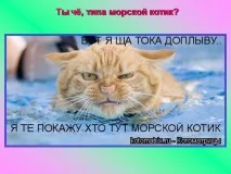 Презентація на тему - Про котів та кішечок - невідсортовані, на різні теми для 5 класу різні