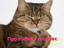 Презентація на тему - Про котів та кішечок - невідсортовані, на різні теми для 5 класу котів