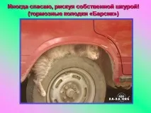 Презентація на тему - Про котів та кішечок - невідсортовані, на різні теми для 5 класу невідсортовані