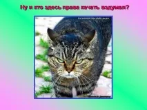 Презентація на тему - Про котів та кішечок - невідсортовані, на різні теми для 5 класу котів