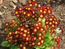 Примула багаторічна посадка та догляд, фото, опис посадка