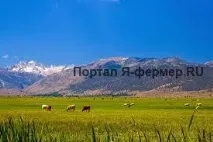 Продуктивне молочне стадо великої рогатої худоби молочне