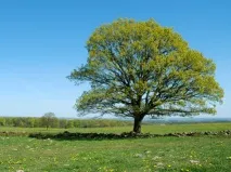 планеті