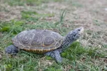 10 Найдивніших тваринницьких ферм у світі тигрів