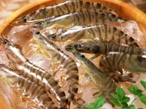 10 фактів підробки продуктів – Це цікаво! олії