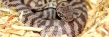 10 Найдивніших тваринницьких ферм у світі світі