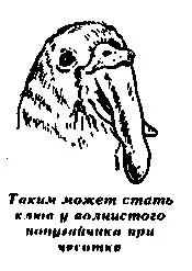 дъвчещите въшки дъвчащи въшки